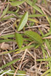 Eastern milkpea